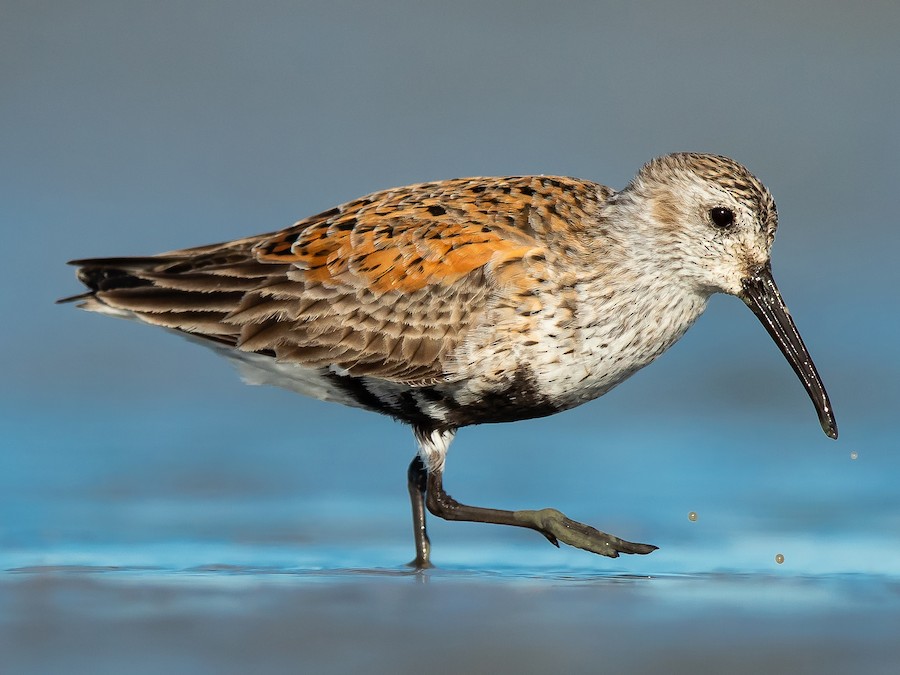 Piovanello comune (Calidris alpina)
