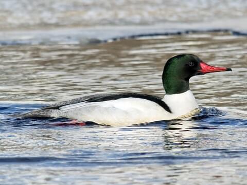 Storskrake (Mergus merganser)