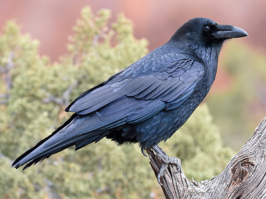 Ravn (Corvus corax)