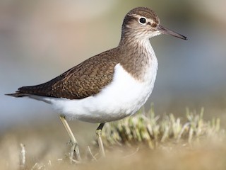 Common Sandpiper (Actitis hypoleucos)