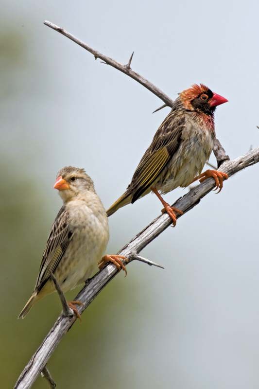 Quelea-de-Bico-Vermelho (Quelea quelea)
