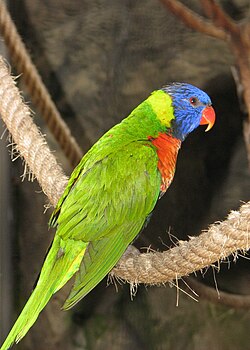 Rainbow Lorikeet (Trichoglossus haematodus)