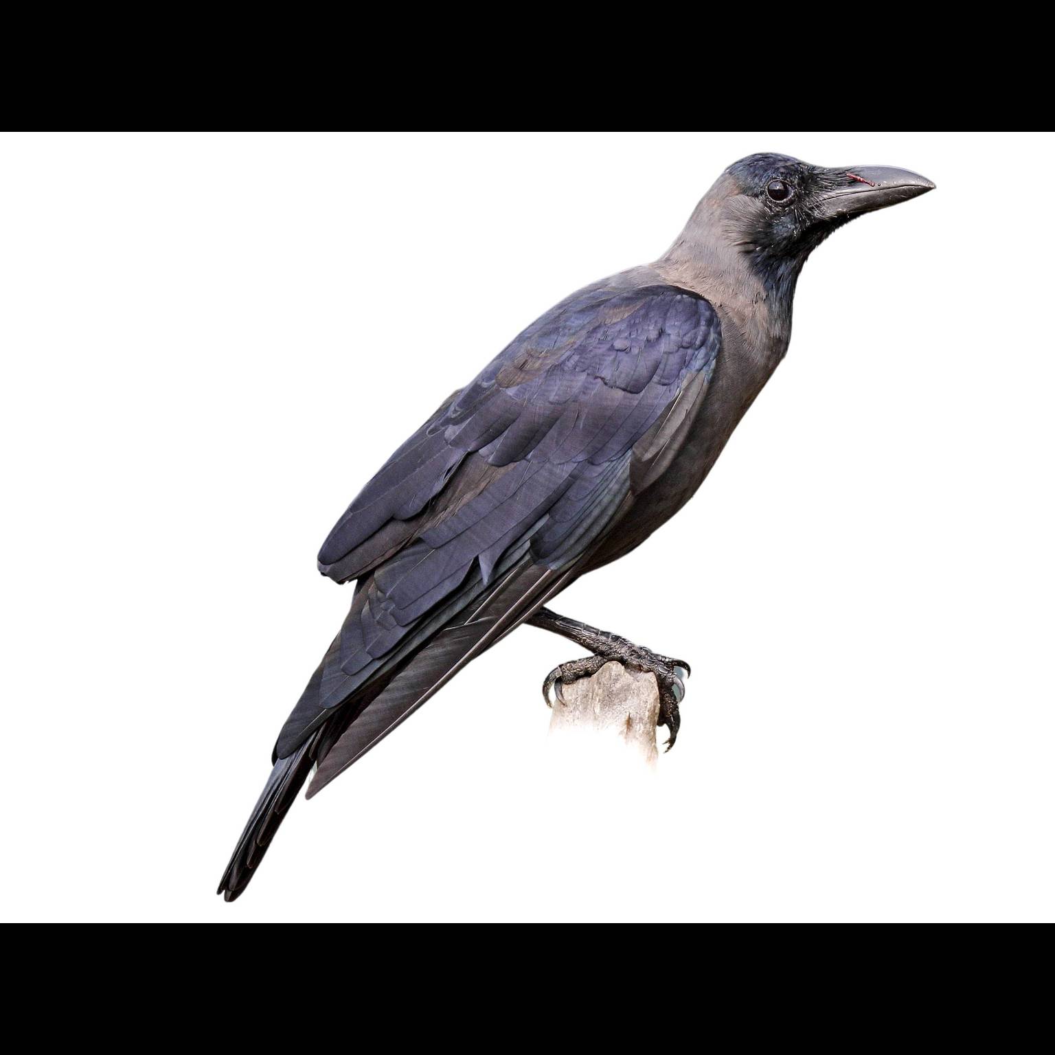 Vrána domácí (Corvus splendens)