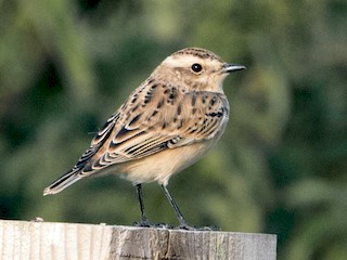Whinchat (Saxicola rubetra)