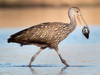 Guareque (Aramus guarauna)