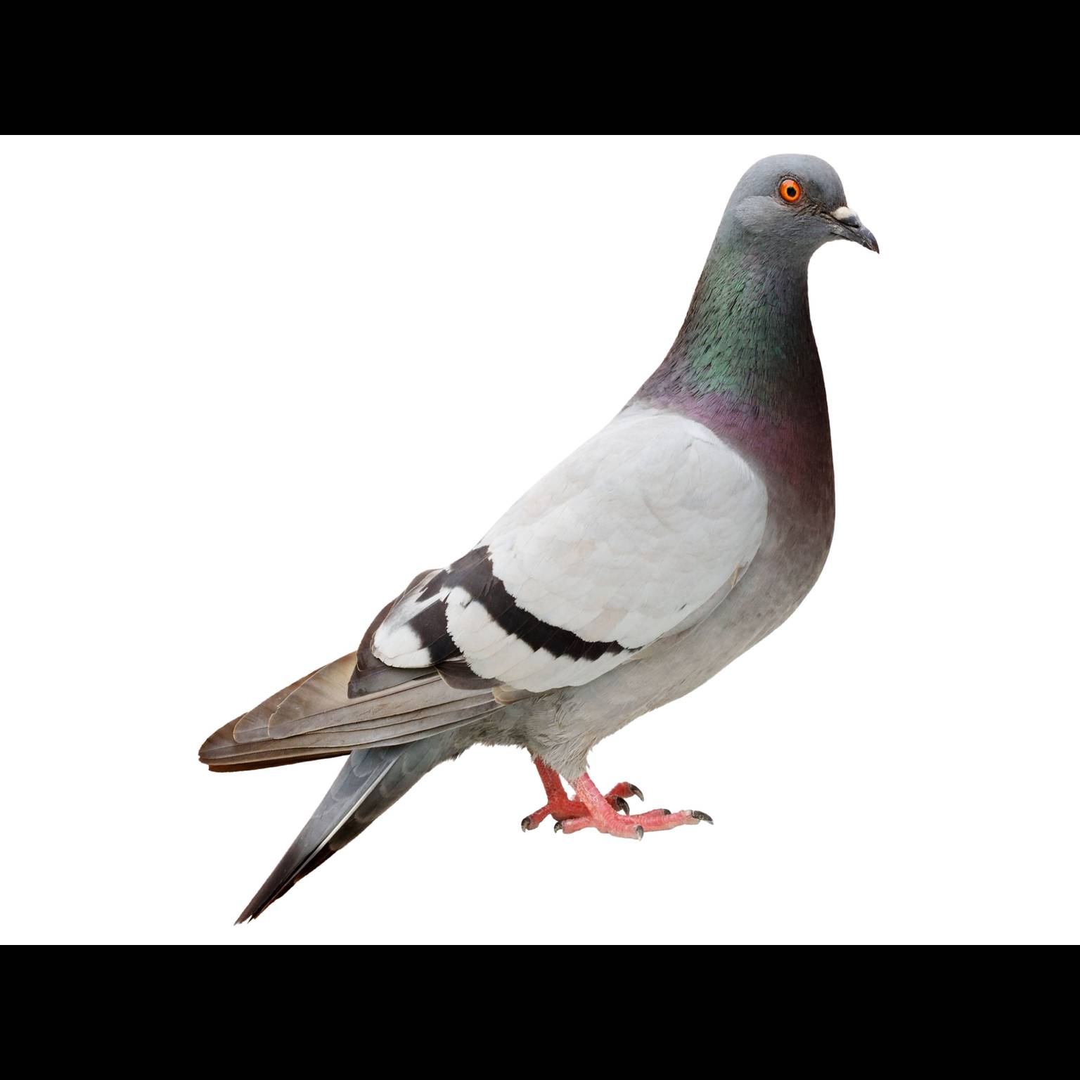 Rock Pigeon (Columba livia)