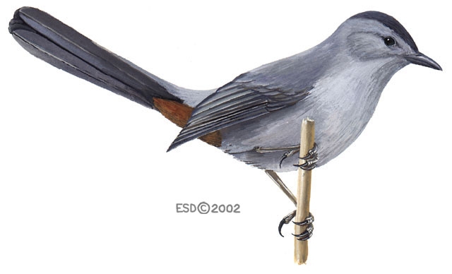 Mimo grigio (Dumetella carolinensis)