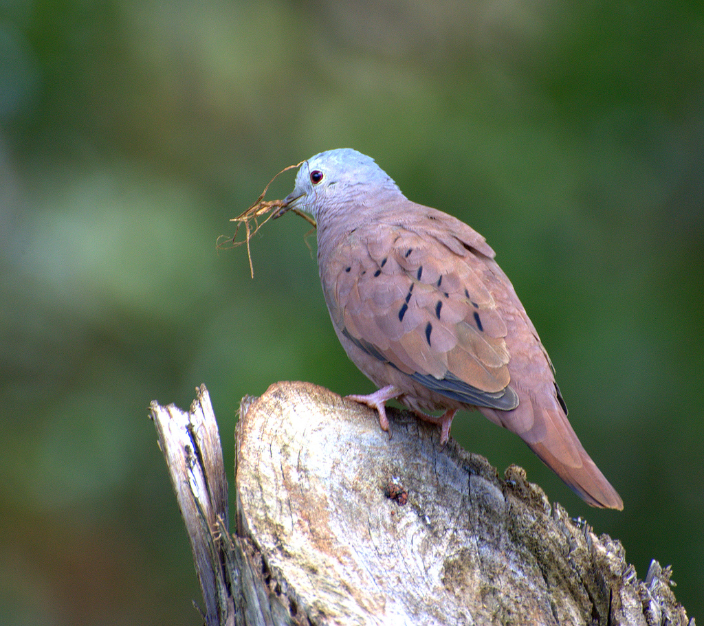Tortolita Rojiza (Columbina talpacoti)