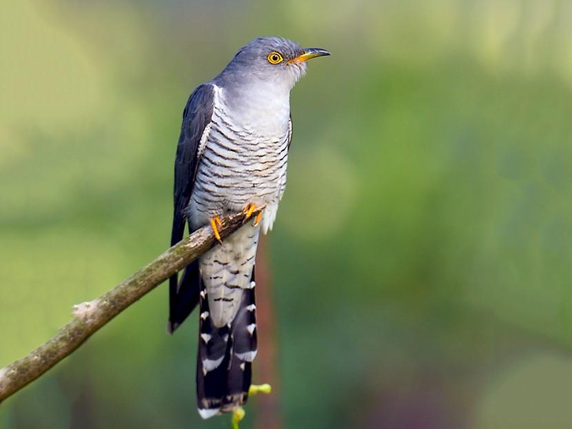 Kukačka obecná (Cuculus canorus)