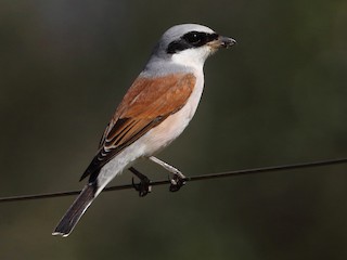 Dzierzba gąsiorek (Lanius collurio)