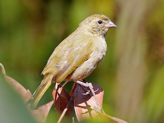 Semillerito Cariamarillo (Tiaris olivaceus)