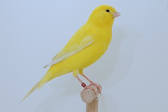 Domestic Canary (Serinus canaria domestica)