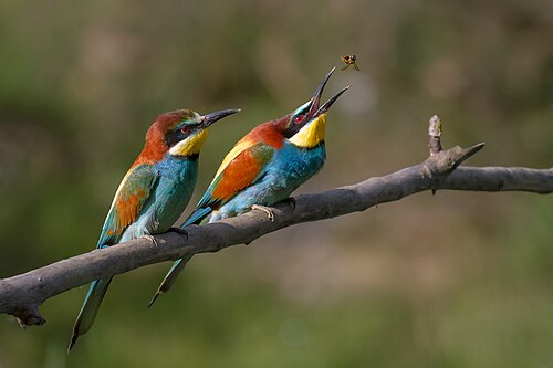Ευρωπαϊκός Μελισσοφάγος (Merops apiaster)