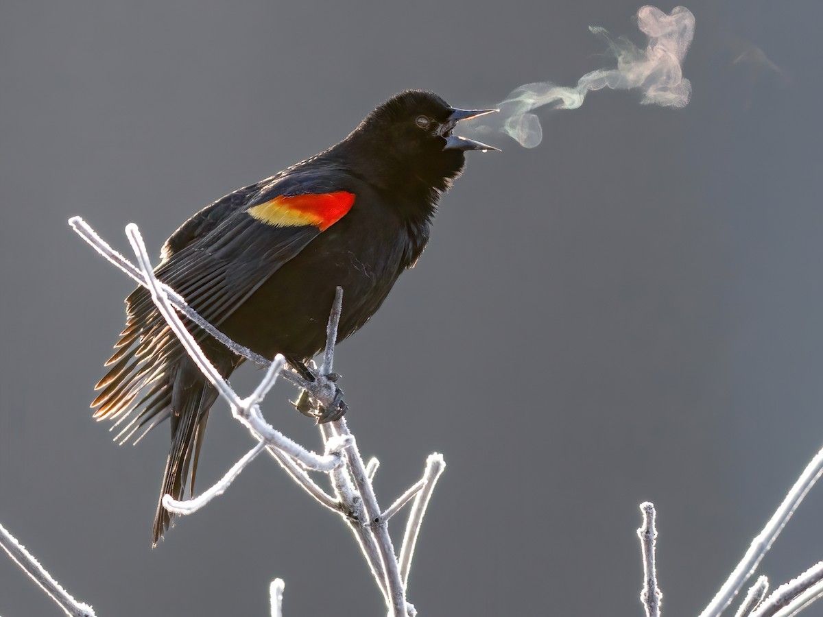 Red-winged Blackbird (Agelaius phoeniceus)