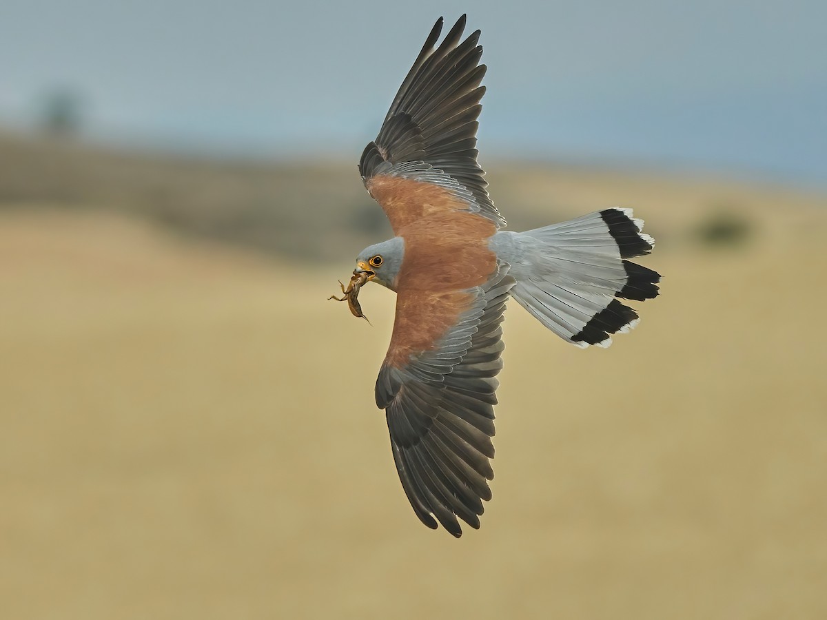 العاسوق الأقل (Falco naumanni)
