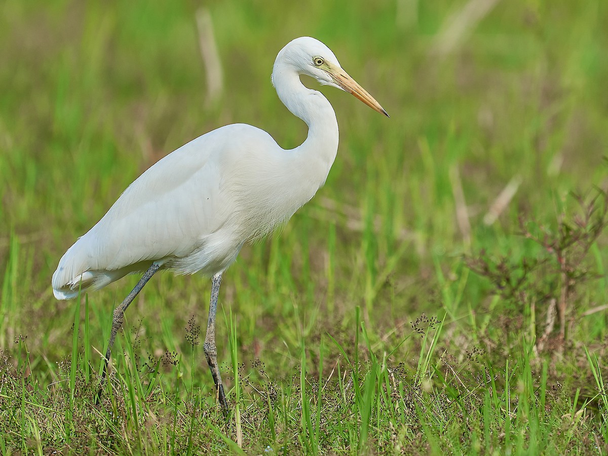 중대백로 (Ardea intermedia)