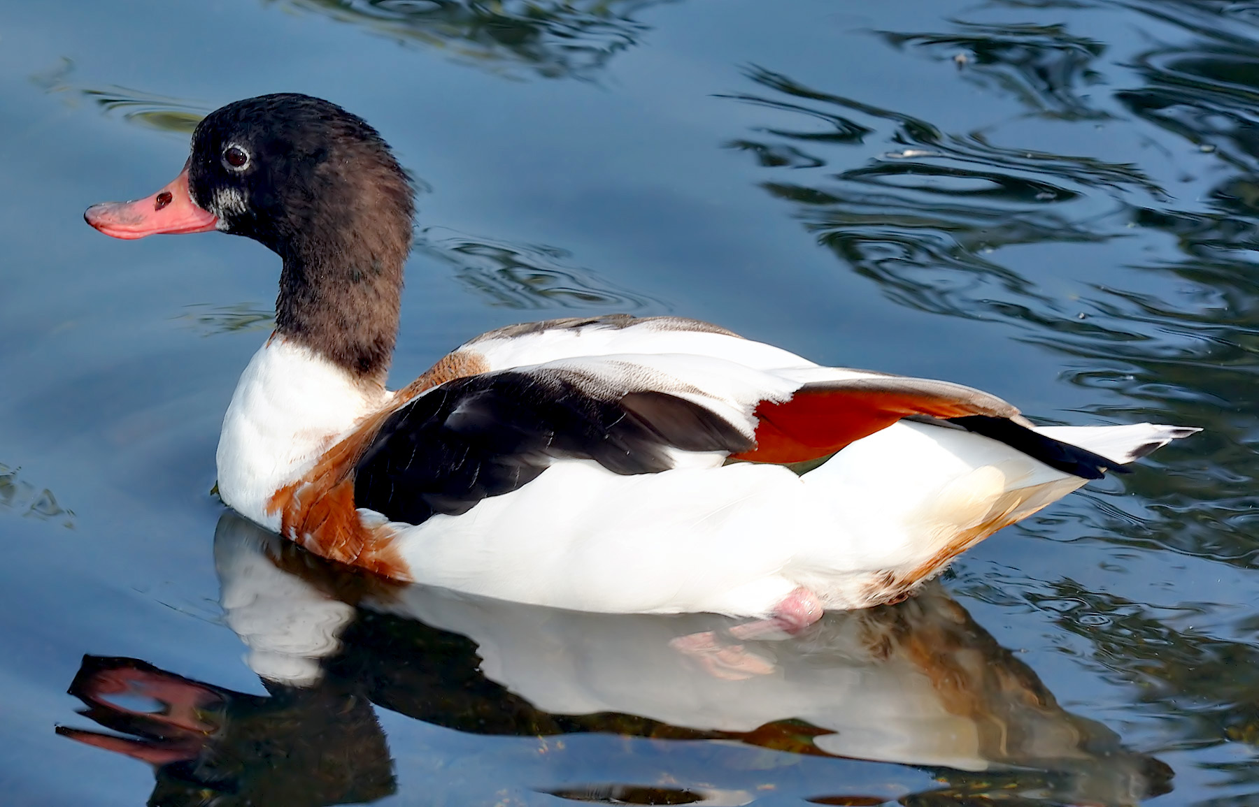 Brandgans (Tadorna tadorna)