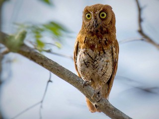작은솔부엉이 (Otus sunia)