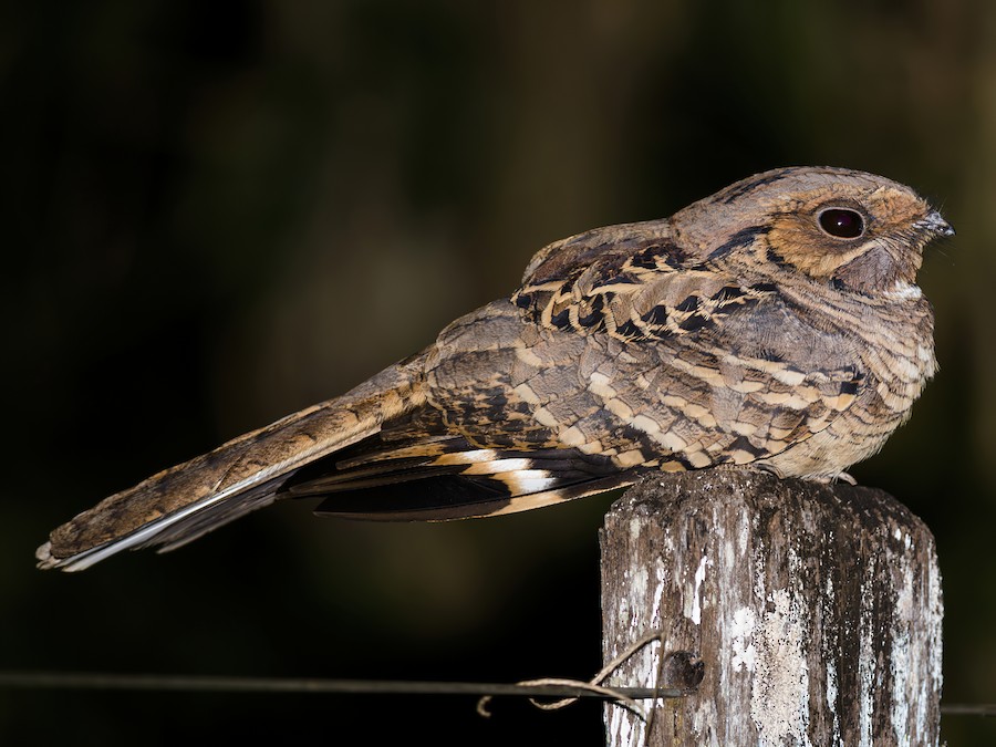 Noitibó-curiango (Nyctidromus albicollis)