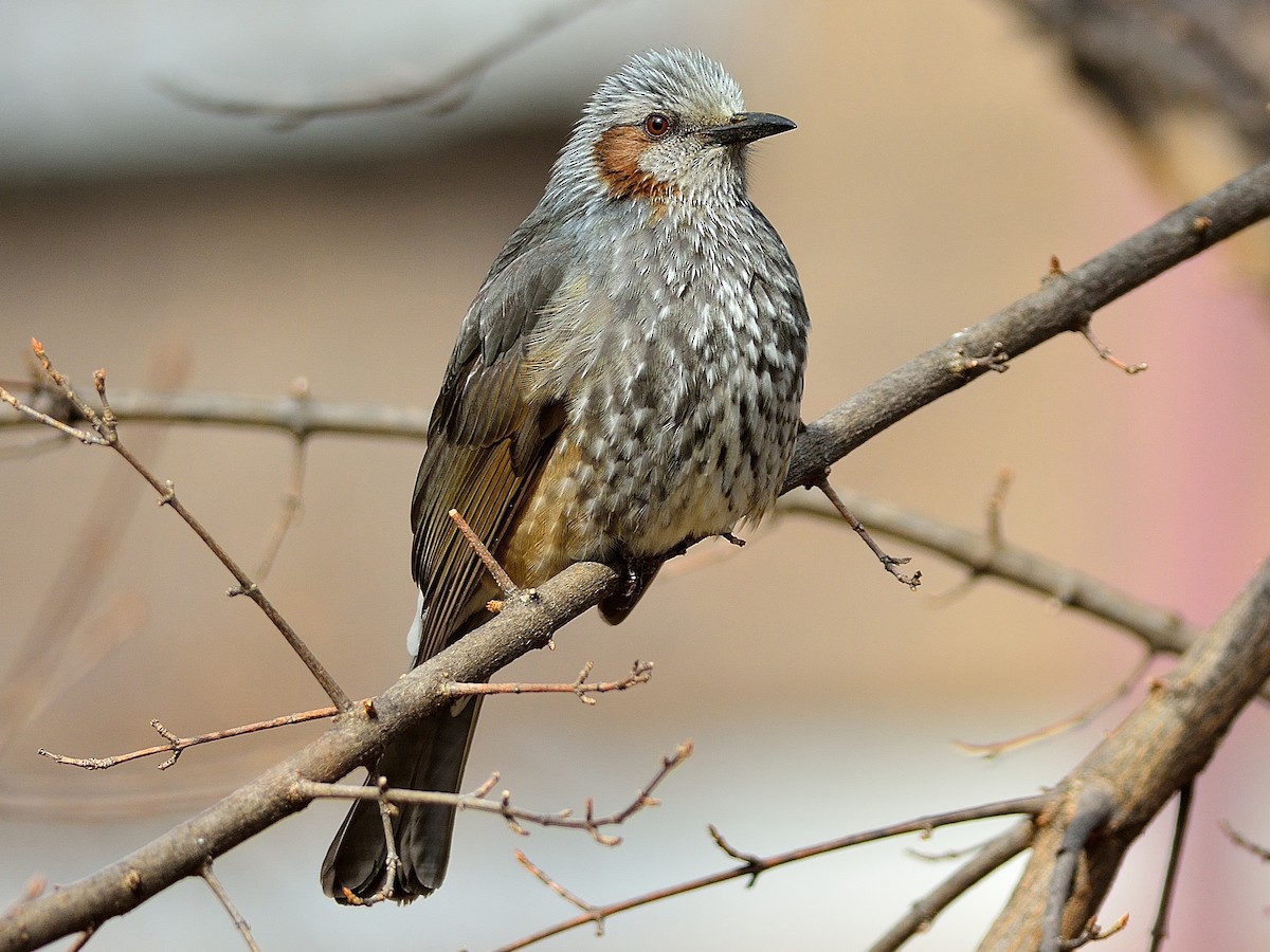 Brown-eared Bulbul (Hypsipetes amaurotis)