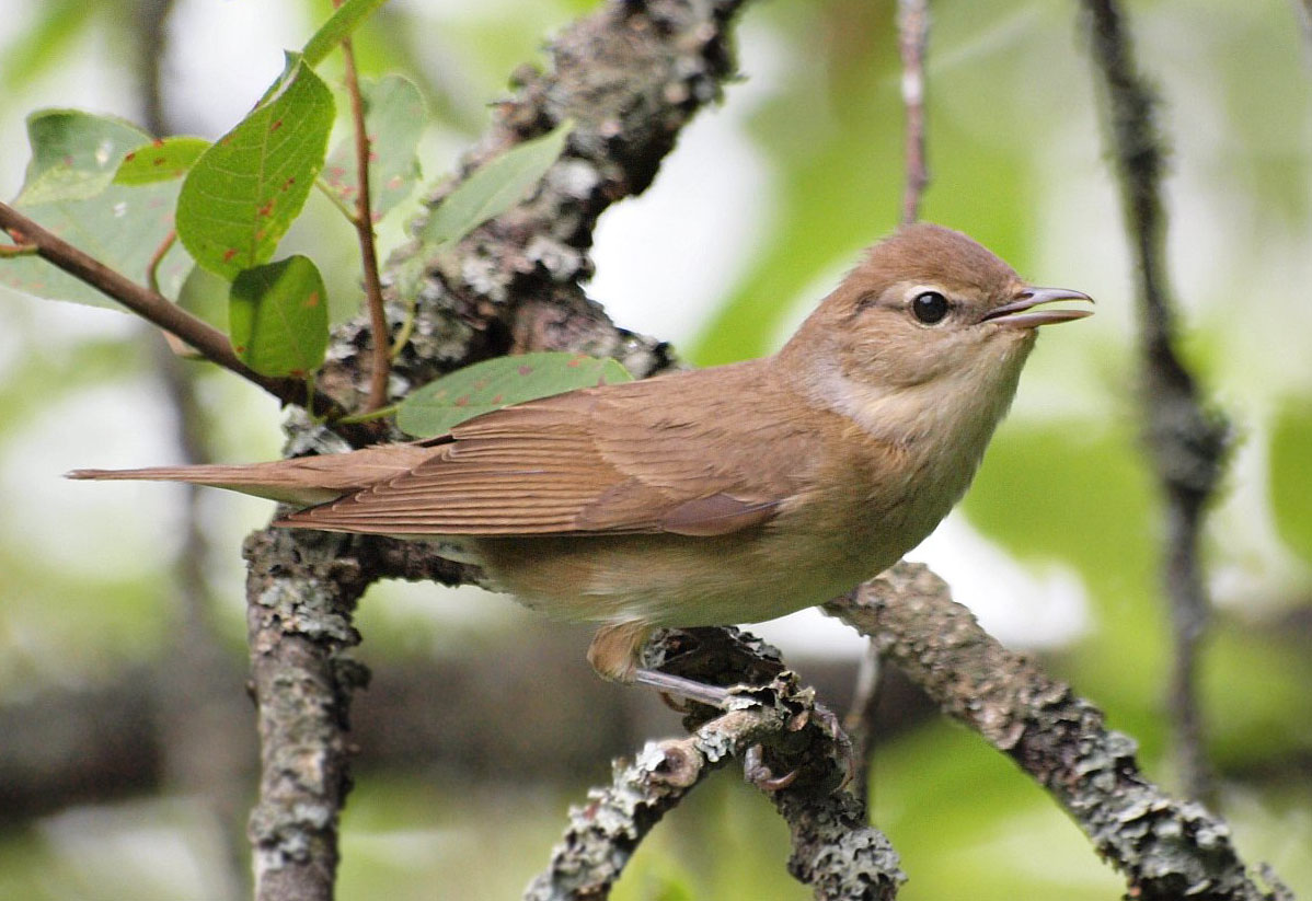 Cierniówka (Sylvia communis)