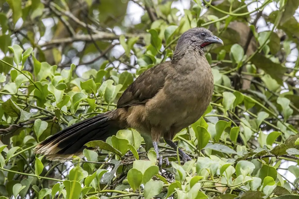 Chachalaca Común (Ortalis vetula)