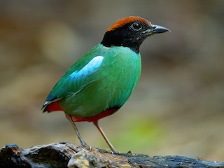 آكل النمل المقنع (Pitta sordida)