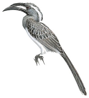 Африканский серый токо, или африканский серый носорог (Lophoceros nasutus)