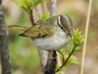 メボソムシクイ (Phylloscopus coronatus)