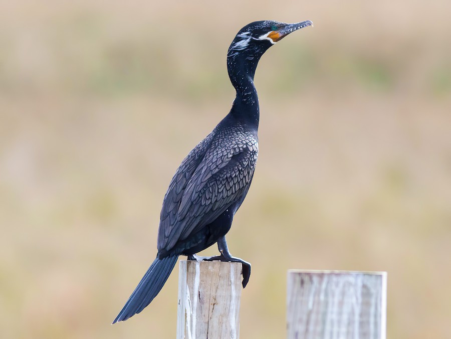 Cormorán Neotropical (Nannopterum brasilianum)