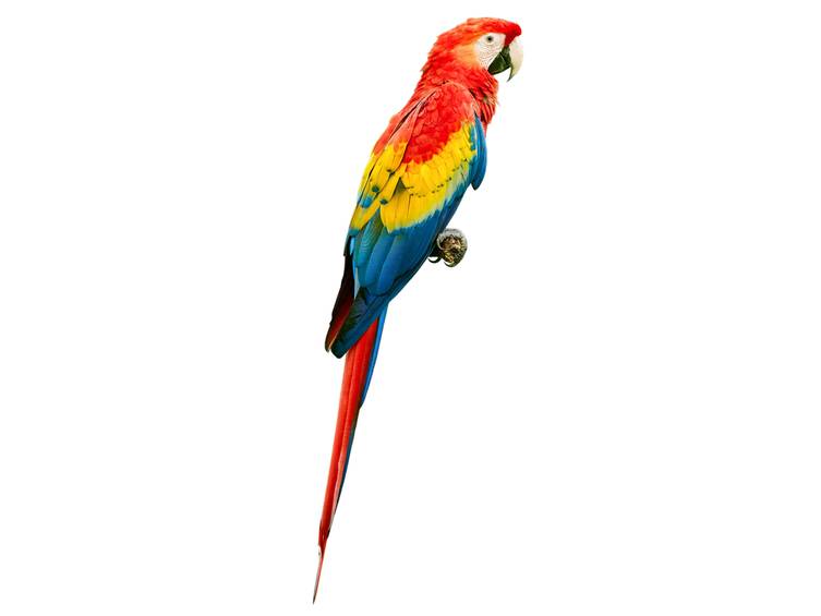Guacamayo Escarlata (Ara macao)