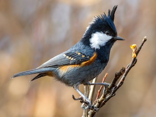 Sikora czubatka (Periparus ater)