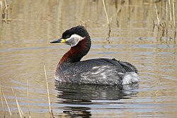 Härkälokki (Podiceps grisegena)