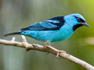 Mavi Daknis (Dacnis cayana)