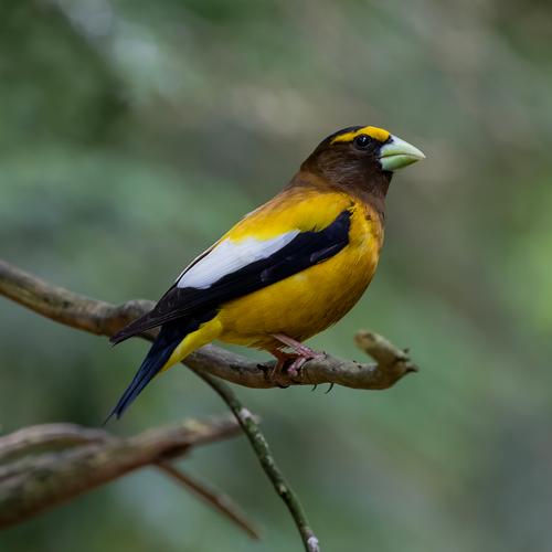 Gros-bec errant (Coccothraustes vespertinus)