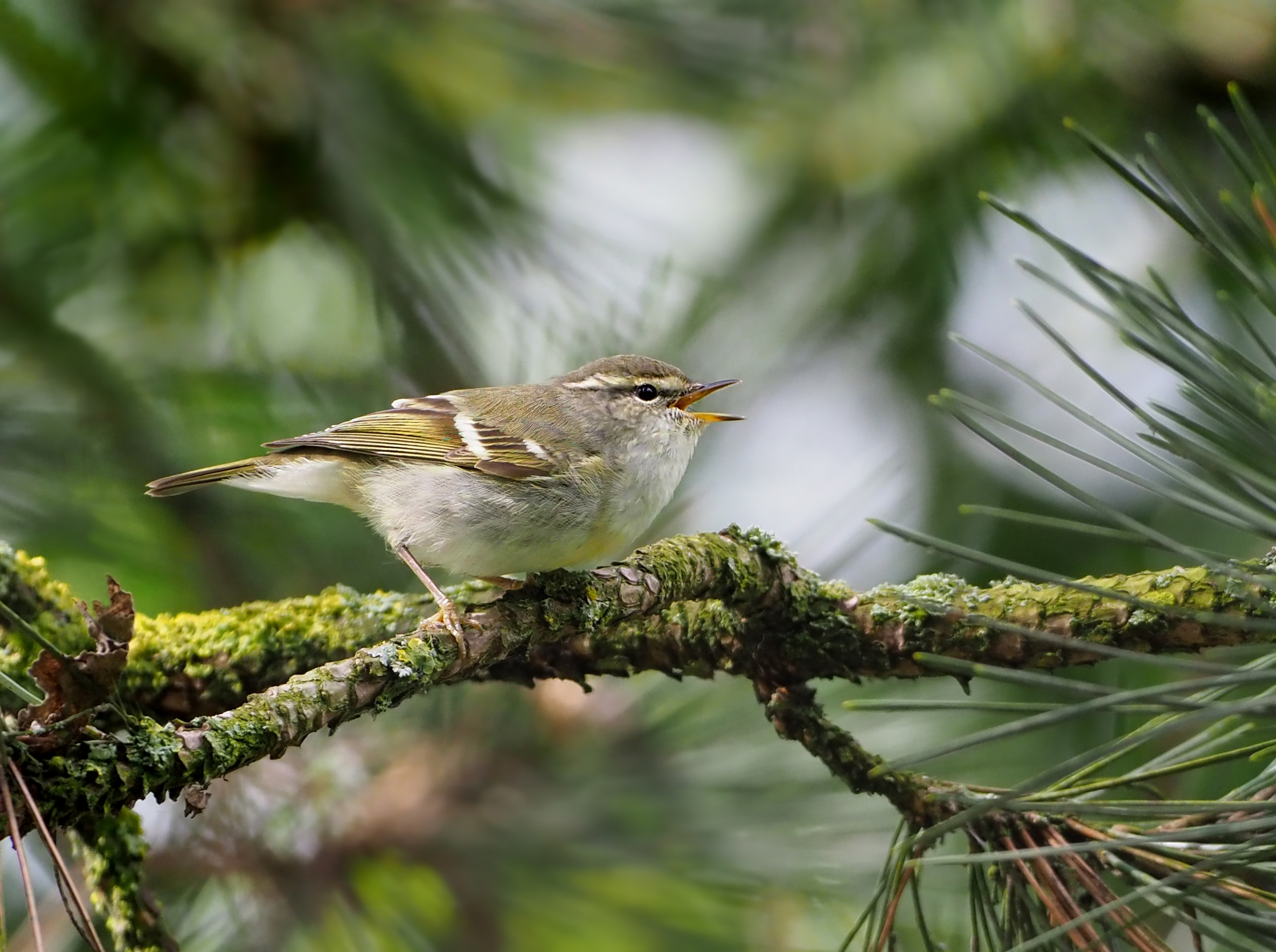 Yellow-browed Warbler (Phylloscopus inornatus)