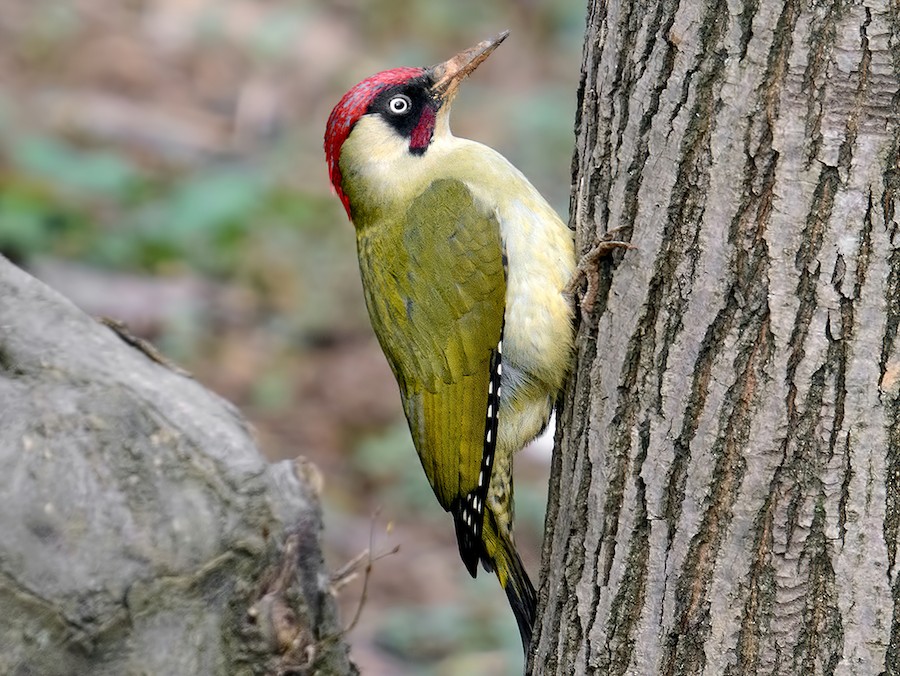 Žluna zelená (Picus viridis)