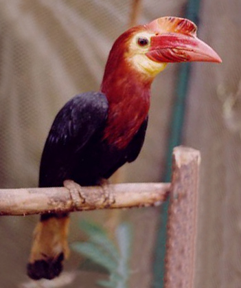 Краснохвостый Калао (Rhabdotorrhinus waldeni)