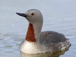 Red-throated Loon (Gavia stellata)