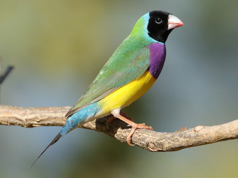 Amadyna wspaniała (Chloebia gouldiae)