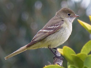 Bem-te-vi-pequeno (Elaenia parvirostris)