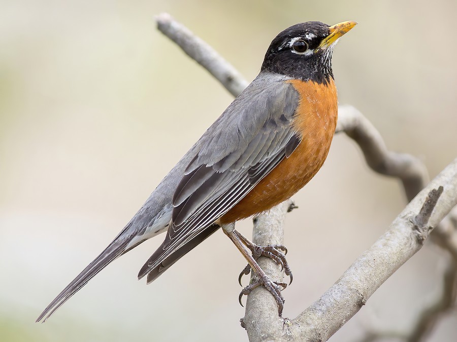 American Robin (Turdus migratorius)