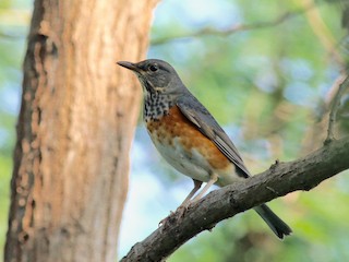 회색등지빠귀 (Turdus hortulorum)