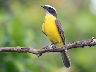 Bem-te-vi-de-margens-enferrujadas (Myiozetetes cayanensis)