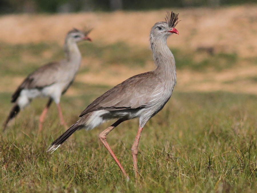Красноногая кариама (Cariama cristata)