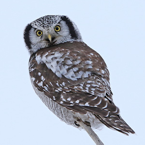 オナガフクロウ (Surnia ulula)