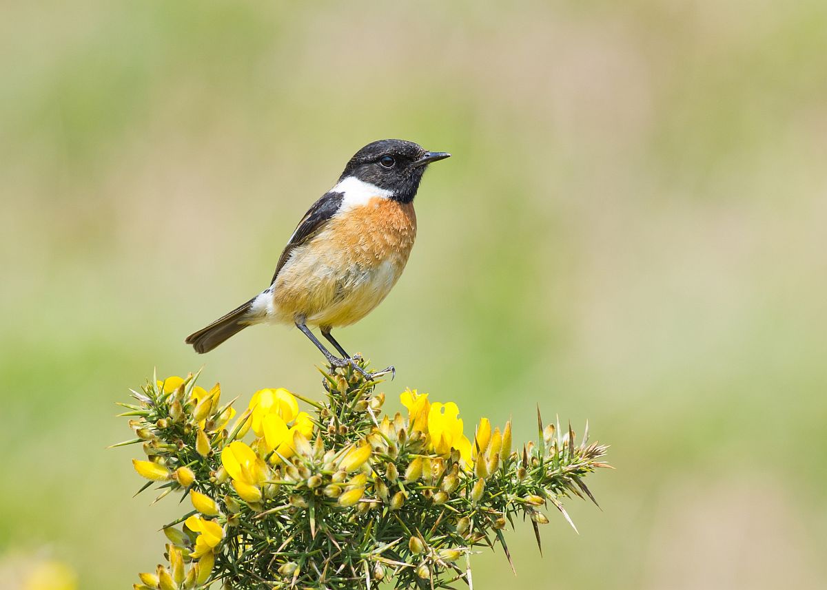 Cigánycsuk (Saxicola rubicola)