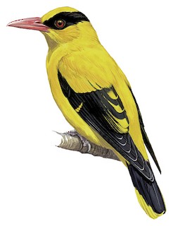 검은뺨꾀꼬리 (Oriolus chinensis)