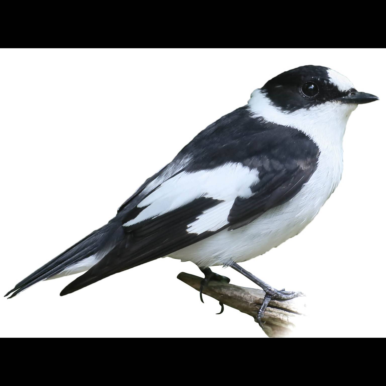 Muchołówka białoszyja (Ficedula albicollis)