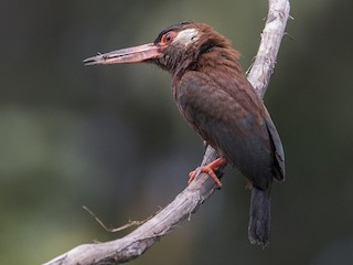 Leskoun bělouchý (Galbalcyrhynchus leucotis)